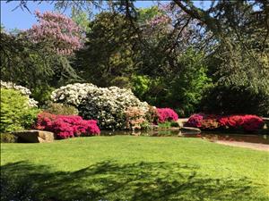 Bright red and pink flowering shrubs and trees in a green garden